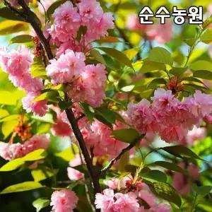 겹벚나무 묘목 R1cm 개화주(분) 1개/벚꽃나무