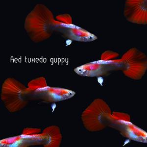 [힘찬열대어] 레드 턱시도 구피 3쌍