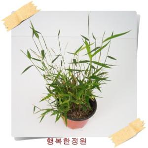 사사 샤샤 무늬샤샤 Plioblastus pygmaed 미니대나무 야생화 포트화분 조경피복 대량주문내고