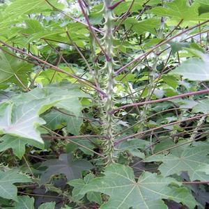 엄나무 묘목 실생2년 뿌리3개