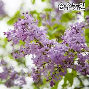 라일락나무 묘목 실생3년 뿌리묘 3개/수수꽃다리/꽃나무/관상수