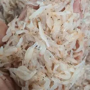 남해 자연산 보리숭어 회 300g