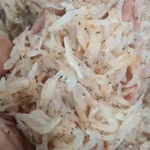 남해 자연산 보리숭어 회 300g