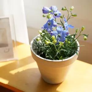 갑조네 델피니움(랜덤)(소품)