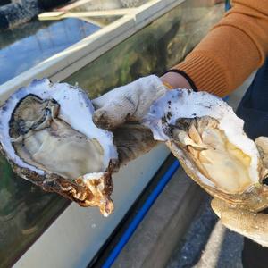 제철 굴 자연산 섬진강벚굴 벗굴 강굴 3kg