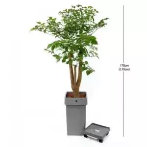 서울경기해피트리 175cm 받침대 포함 개업식 축하 승진 화분 반려식물 집들이 선물