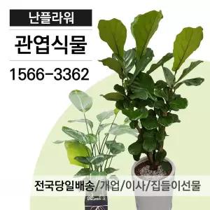 축하화분개업식화분관엽식물개업이전공기정화식물전국당일3시간배달난플라워