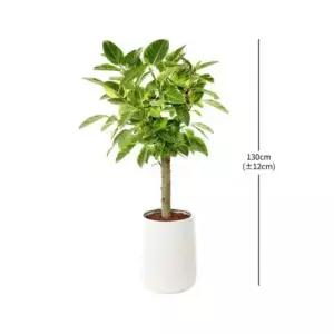 서울경기 뱅갈고무나무130cm 개업식 축하 승진 화분 반려식물 집들이 선물