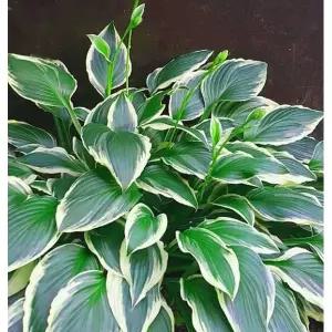 나무팜 무늬비비추꽃모종(4치포트15개한판) 큰모종 다년생 비비추모종 야생화 화단 정원 조경용 정원용