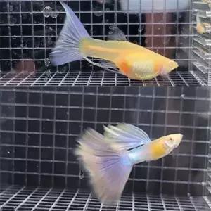 [달이네 수족관] 핑크키티 리본