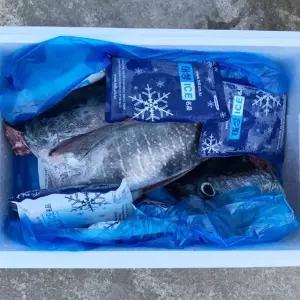 동해안 참다랑어 생물 통참치 원물 손칠참치 참치회 필렛 통참다랑어