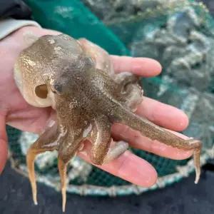 국내산 생물 알배기 알 주꾸미 쭈꾸미 샤브샤브 볶음 500g 1kg