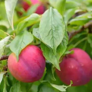 [충북농원] 대석 자두나무 묘목 - 접목묘