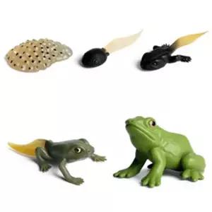 개구리 한살이 모형(5종)