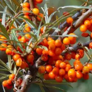 묘목/비타민나무(산자나무)삽목 2년- 암나무5+ 숫나무2   KJ3008