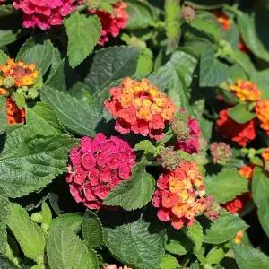 화려하고 난타나 아름다 일곱빛깔 란타나1+1 칠변화