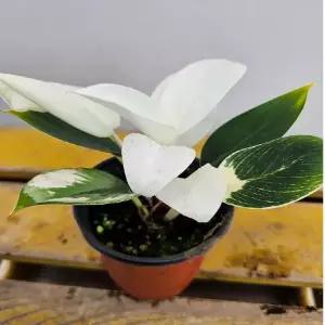 화이트콩고무늬종재입고 소품 1개