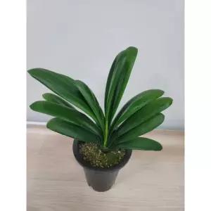 봄봄 군자란 중품