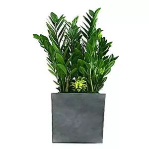 공기정화식물 개업화분 승진화분 금전수 화분배달