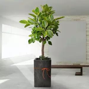 뱅갈고무나무 실내 축하 선물 화분배달 집들이 개업식 개업축하화분