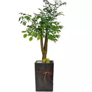 해피트리 축하 선물 화분배달 개업축하화분