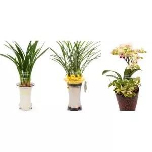 꽃파는총각승진난 개업식 축하난 축하선물 꽃파는총각 동양란 서양란