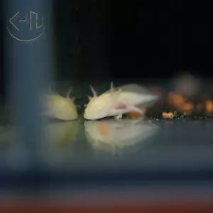 알비노 우파루파 (아홀로틀, 관상어, 열대어)