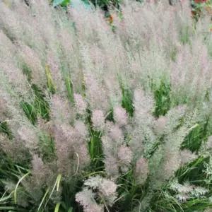 실새풀 새풀 (브라치트리차) 모종 4치포트 5개/그래스