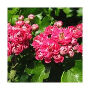 그루담다 산사나무 홍화산사 묘목 3년생