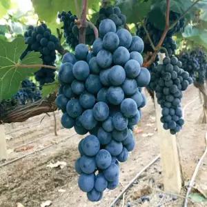 MBA 슈퍼 머루 포도나무 3년생 분묘(소) 서울농원 묘목