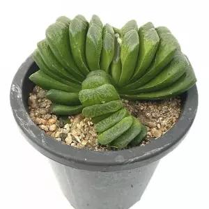 (13cm) 베하몰 실내 화초 - 그린 옥선 다육이/화분/미니/작은/식물/키우기/기르기/키트/거실/인테리어/소품