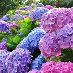 [충북농원] 블룸스트러크 엔들리스썸머수국 수국나무 묘목 - 포트묘