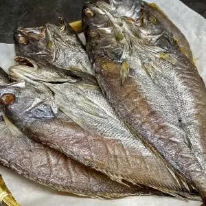 반건조 민어 10미