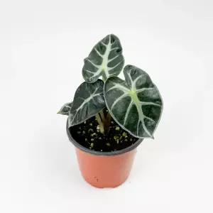 글라스가든 알로카시아 하트벌룬 소품 희귀 실내공기정화 키우기 쉬운 수경재배식물 