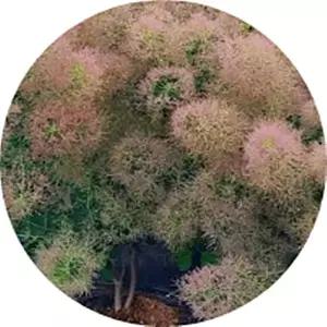 안개나무 Smoke tree 자엽안개나무 Cotinus coggygria 묘목 화분묘 영레이디 로얄퍼플 더스키메이드
