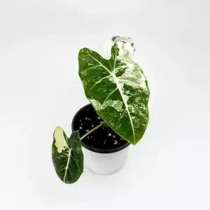 글라스가든 알로카시아 무늬 프라이덱 소품 바리에가타 실내공기정화 수경재배식물 키우기