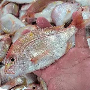 [셀러허브]통영 꽃돔 1kg 6-8미 자연산 꽃돔 황돔 냉동꽃돔 생물꽃돔 벵꼬돔 꽃 도미 자연 (S41001948)