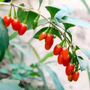 구기자 나무 묘목 4년생 (결실주) 유실수 특용수 약용수 과실수 정원수 조경수