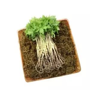 VDG 유황 새싹삼 중 25cm내외 50뿌리 인삼