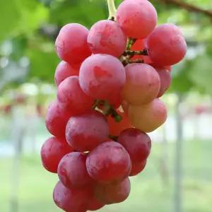 [할인상품] 랑만홍옌 포도나무 묘목 - 1년생 삽목묘