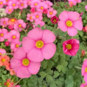 라즈베리 옵투사 사랑초 소형 관엽식물 야생화 플랜테리어 꽃모종 분홍사랑초