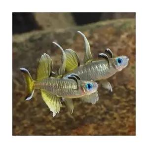 [에이투비]퍼시픽 블루아이 레인보우 / 2cm 내외 / 5마리