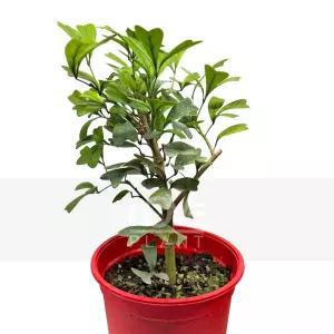 하트리프 쉐프렐라 무늬 홍콩야자 하트 잎 실내 인테리어 화분