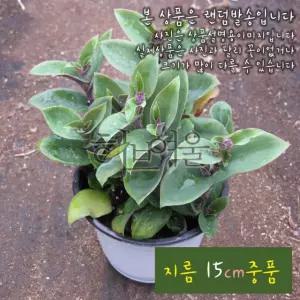 백설달개비 (털달개비 백설희) 지름 15cm 중품 다육화분 (좋은흙만사용)