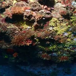 [바다가는달 30%할인] 강원 속초 파아란 스쿠버 다이빙 (5/1~5/31)