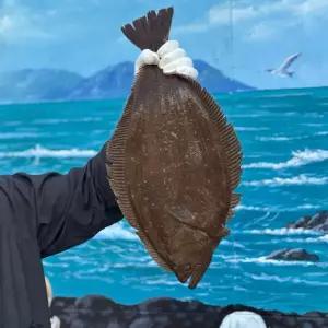 당일손질 국내산 대광어 필렛 ( 엔가와포함 )