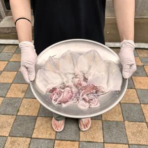 동해안 한치 국내산 1팩 1kg 15미 내외 급냉 한치 오징어 한치회 냉동한치