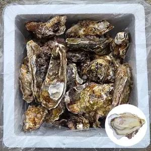 5kg 제철 석화 양식장직송 일반석화 각굴 푸짐/저렴 영양가최고 통영 제철석화 가족건강