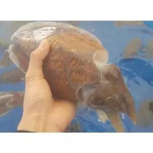 국내산 생물 특대 갑오징어 오징어 회 구이 숙회 탕 볶음 통찜 술안주 1kg내외 급냉상품