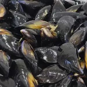 국내산 세척 생물 홍합 4kg /산지직송 당일 발송